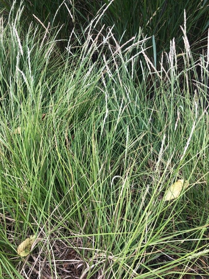 Sesleria autumnalis — houseplant care guide