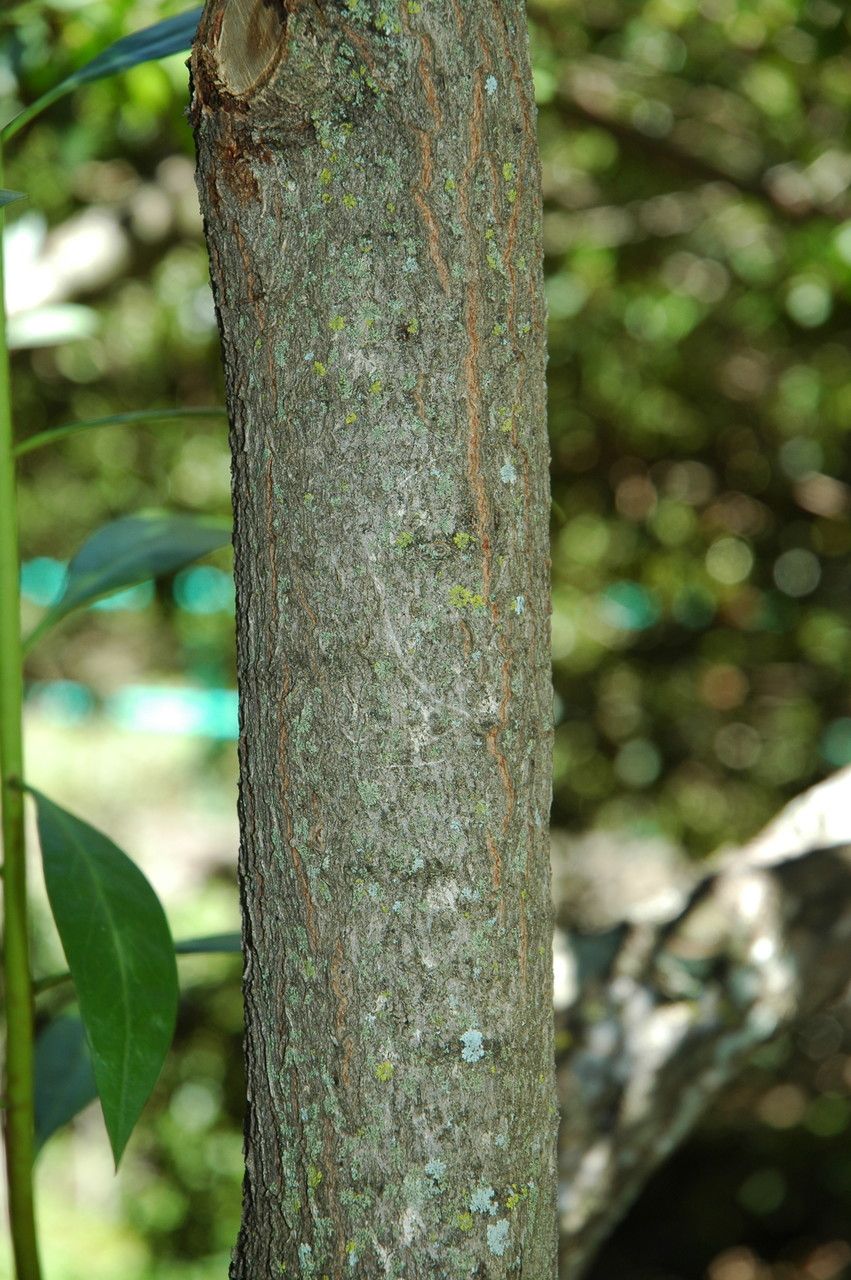Myoporum sandwicense bark