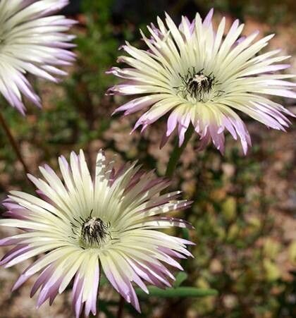 Drosanthemum bellum flower