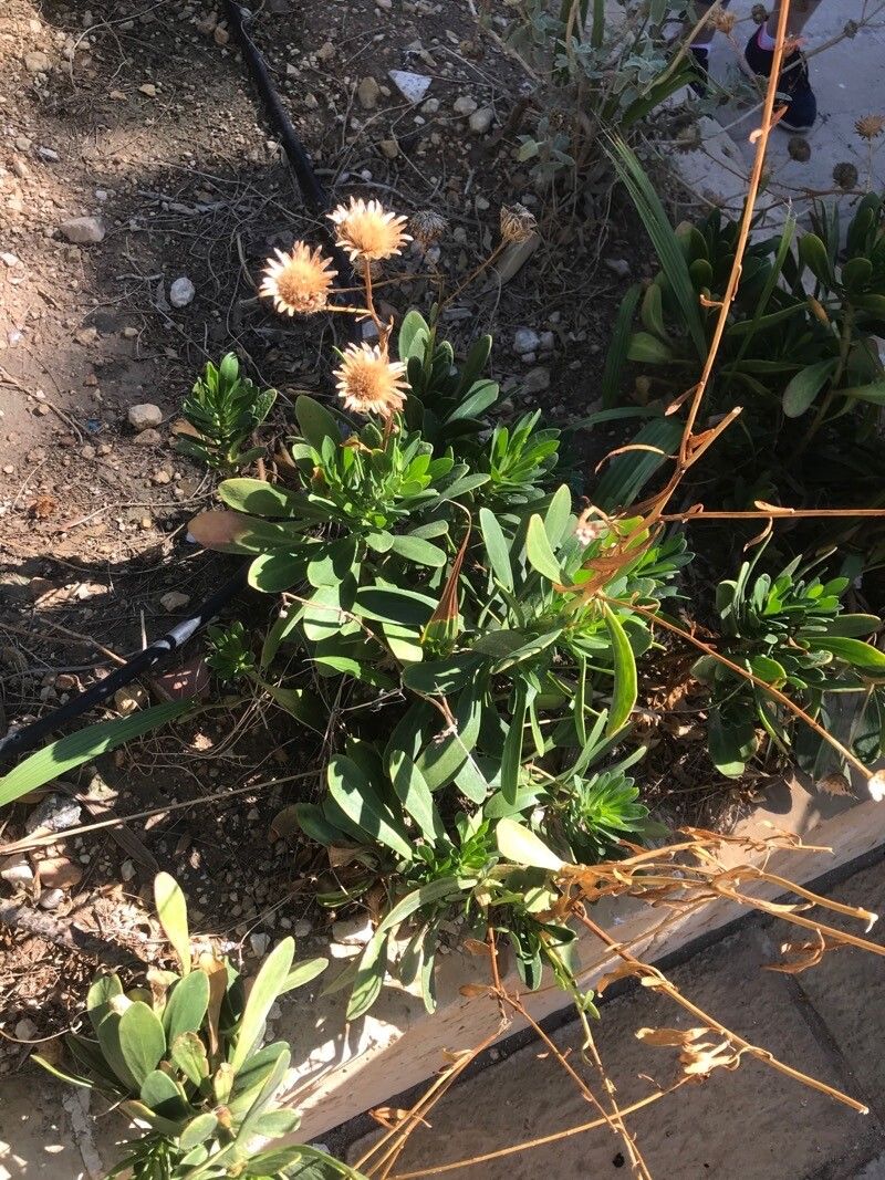 Vieraea laevigata — houseplant care guide