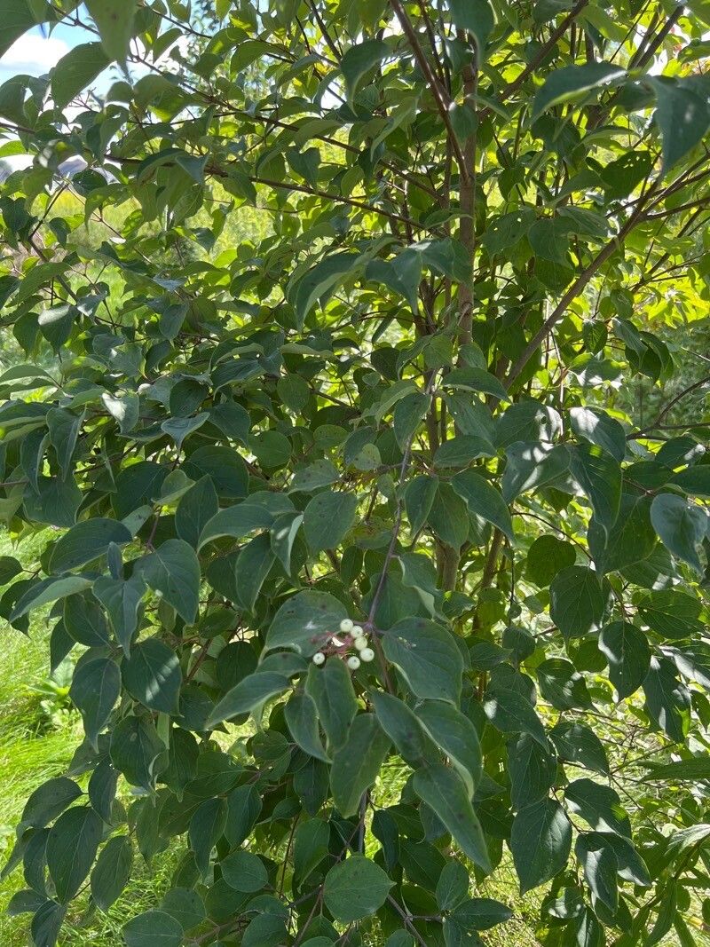 Cornus drummondii flower