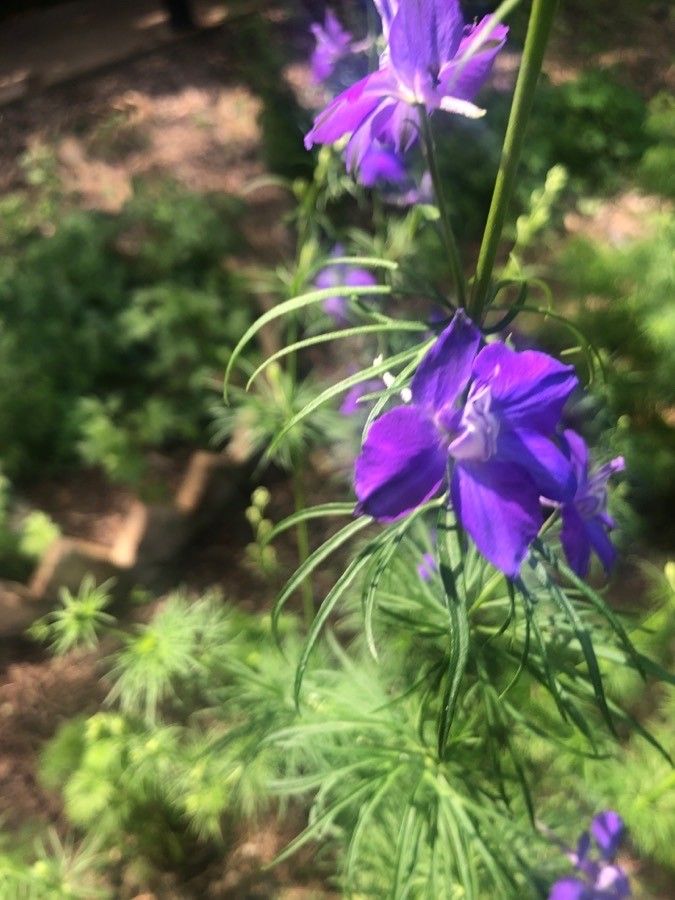 Consolida orientalis flower