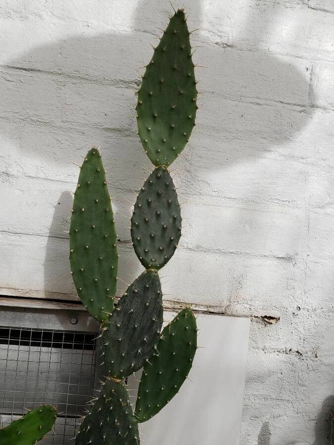 Tacinga werneri habit