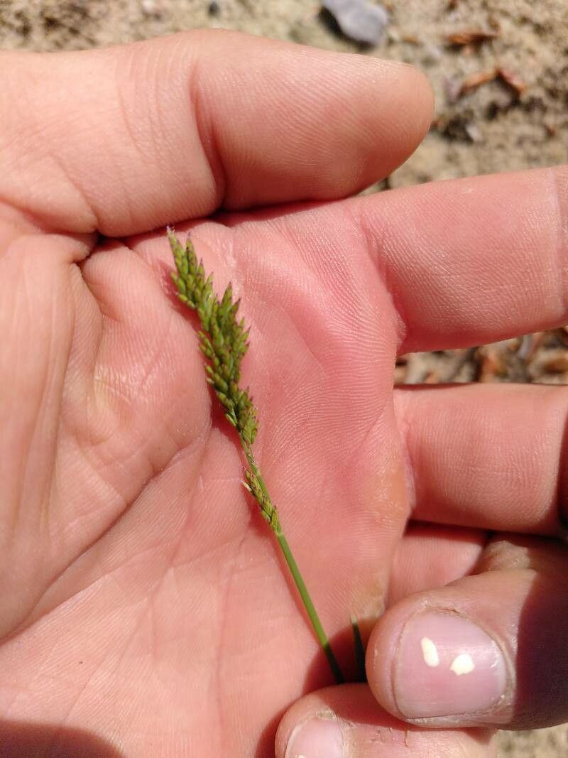 Polypogon viridis fruit