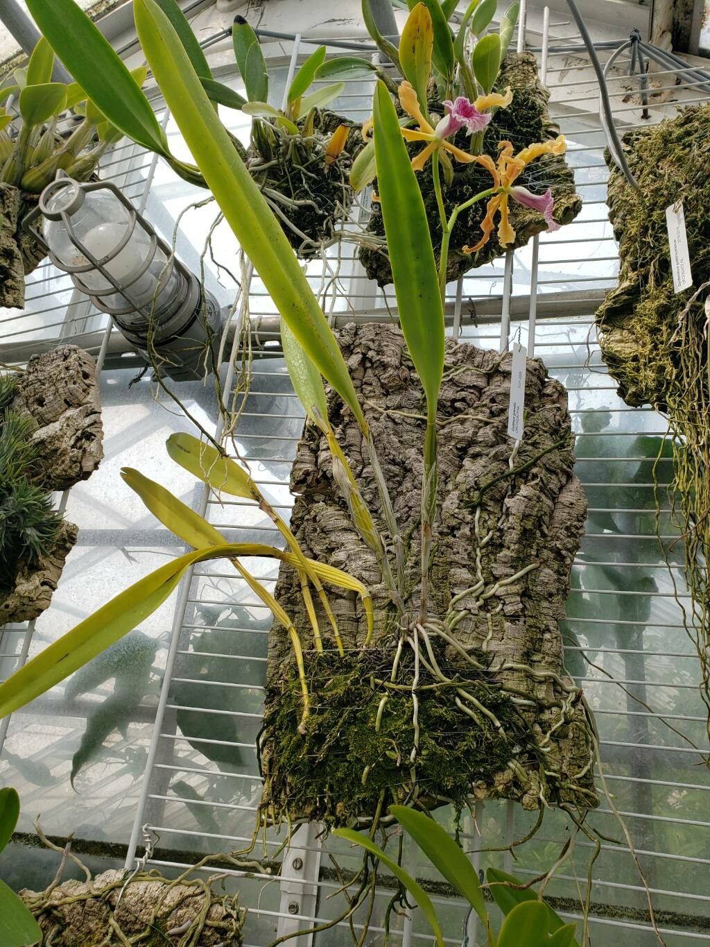 Cattleya grandis habit