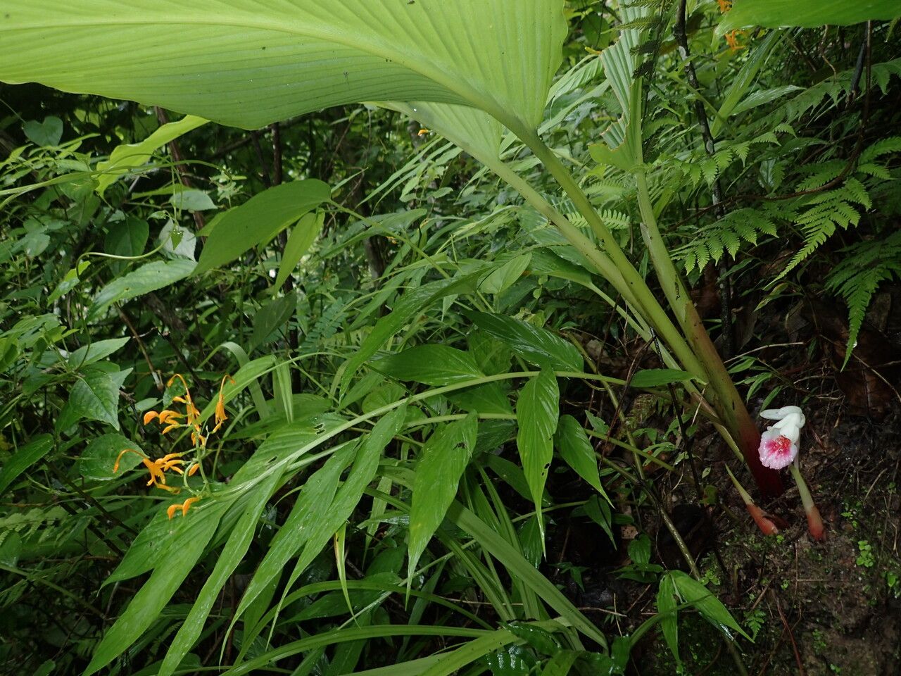 Boesenbergia hamiltonii habit