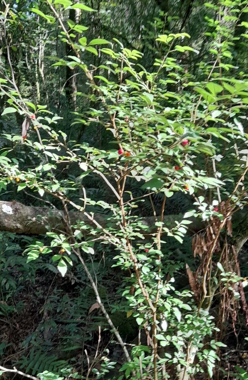 Allophylus guaraniticus habit