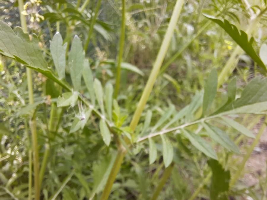 Scabiosa atropurpurea leaf