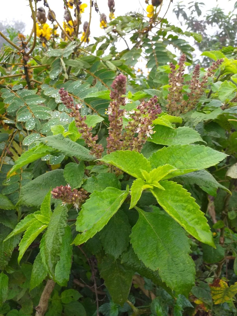 Ocimum gratissimum