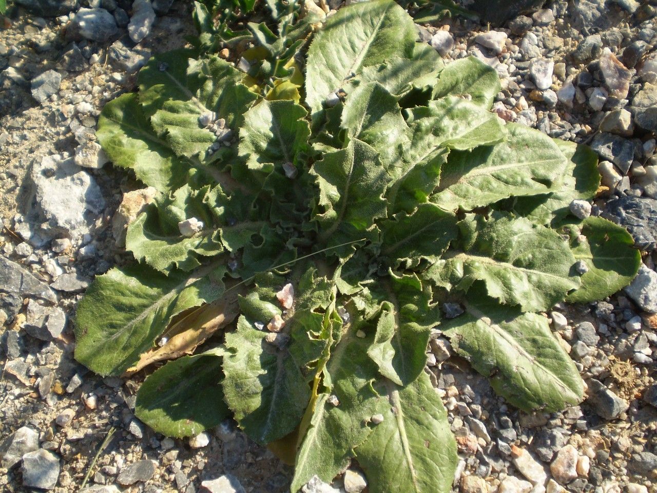 Taraxacum pyropappum habit