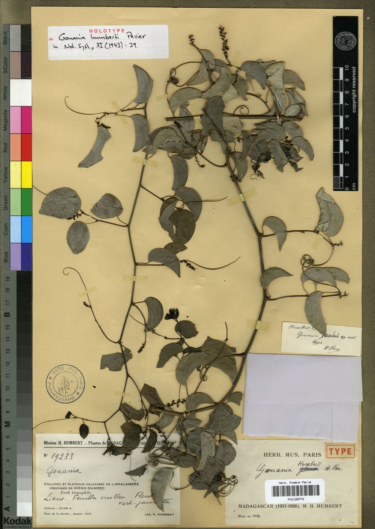 Gouania humbertii — search result for 'Gouania'