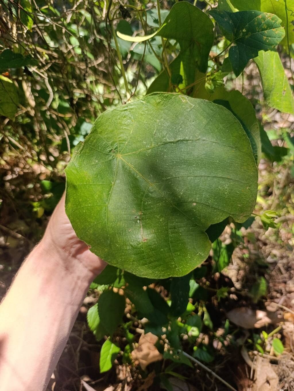 Macaranga cuspidata — houseplant care guide