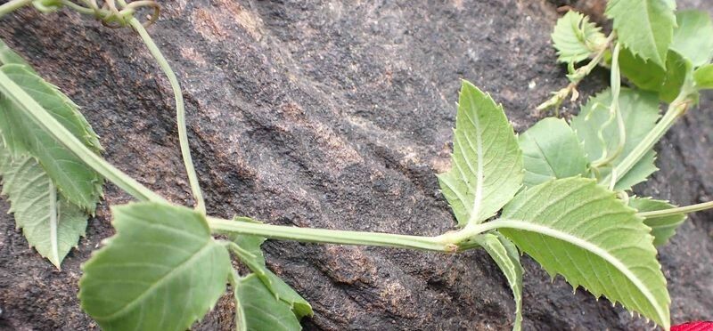 Cayratia ibuensis leaf