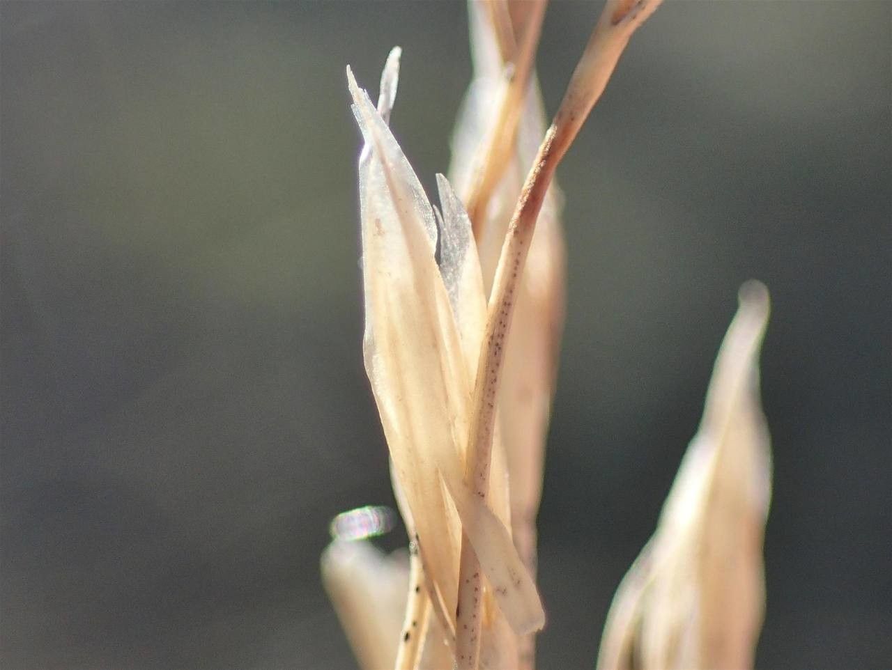 Festuca eskia fruit