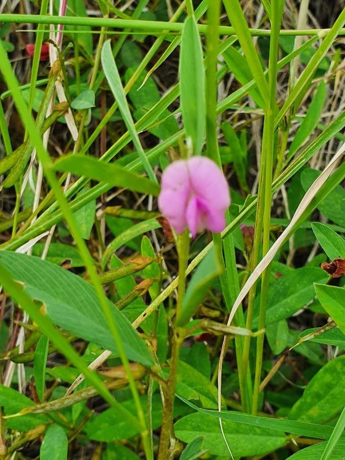 Tephrosia hildebrandtii flower