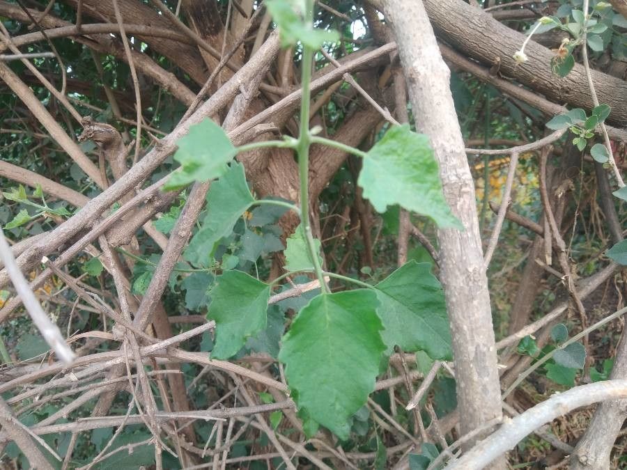Clerodendrum phlomidis — search result for 'Clerodendrum'