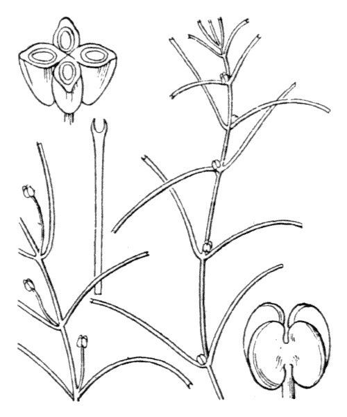 Callitriche truncata other