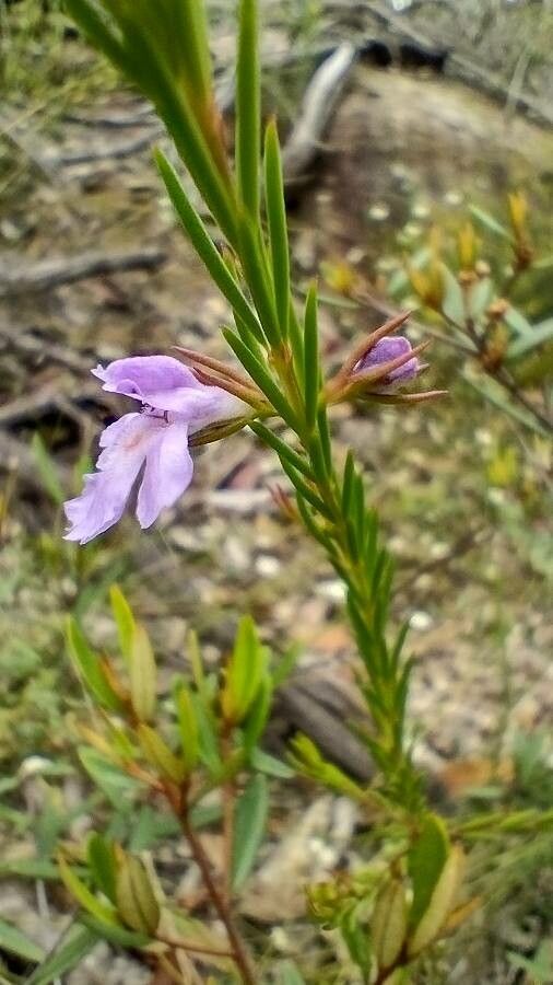 Hemigenia purpurea flower
