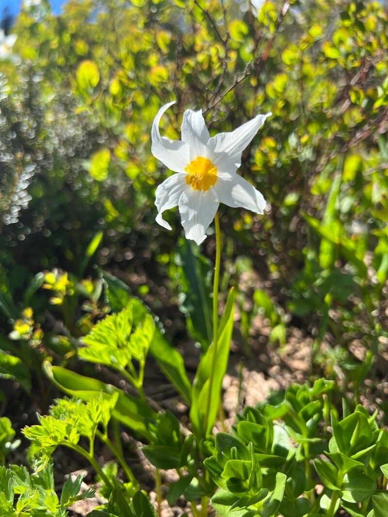 Erythronium montanum flower
