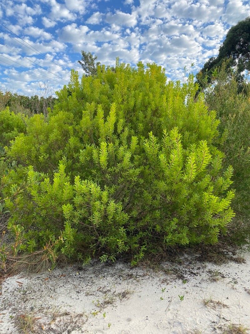 Persoonia lanceolata habit