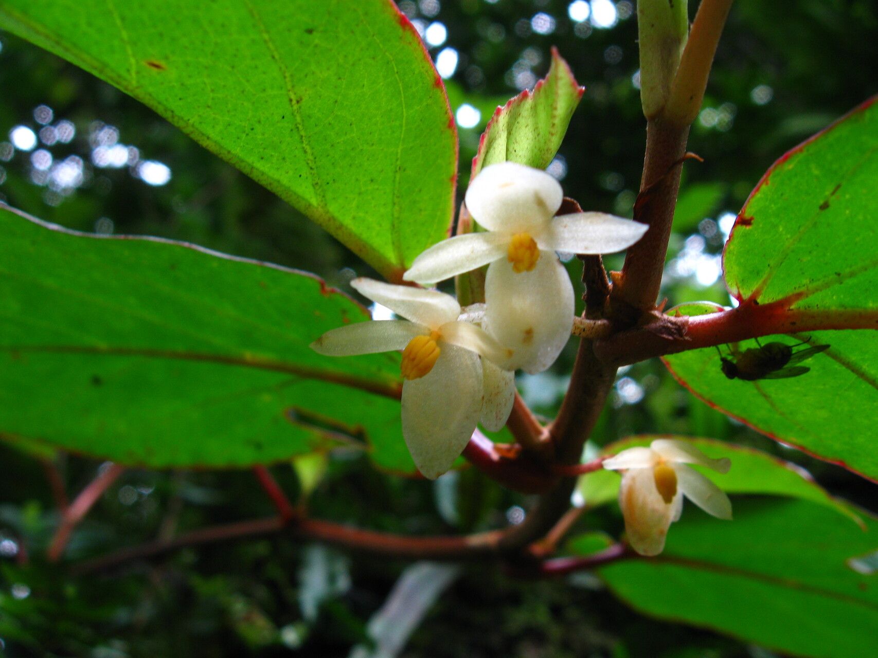 Begonia oxyanthera flower