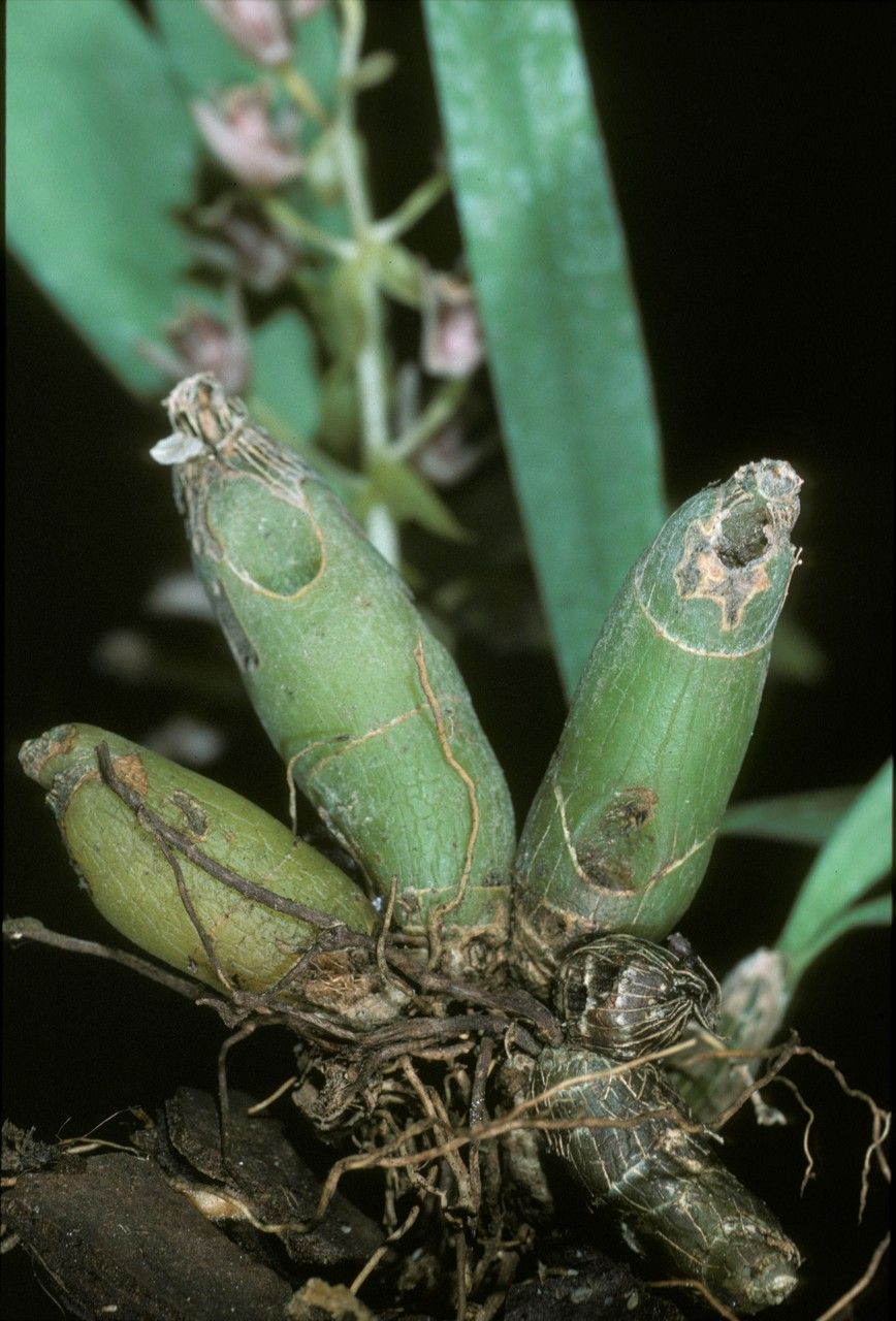 Pinalia clavata bark
