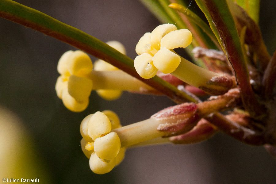 Pittosporum baudouinii flower