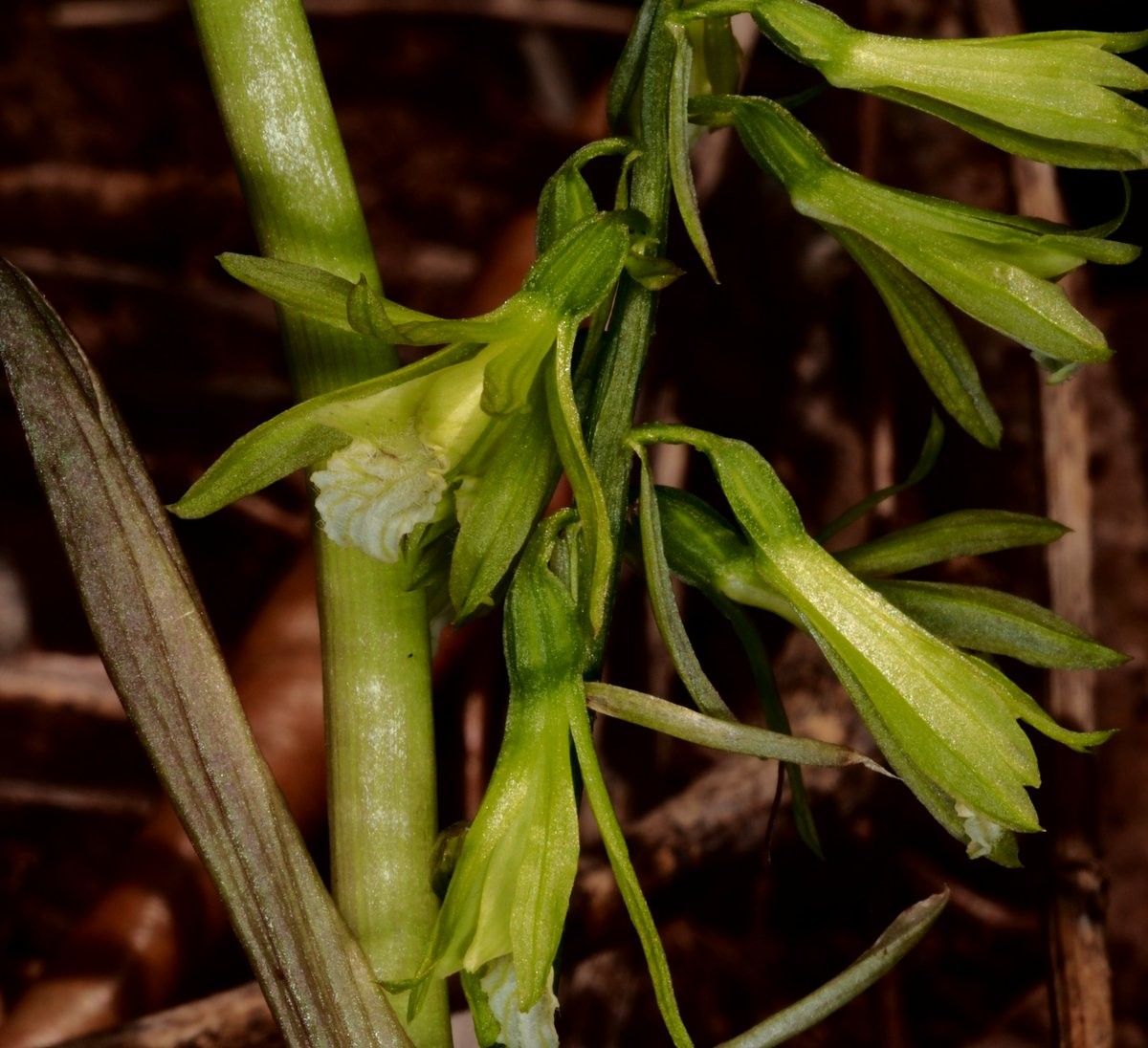 Nervilia aragoana fruit