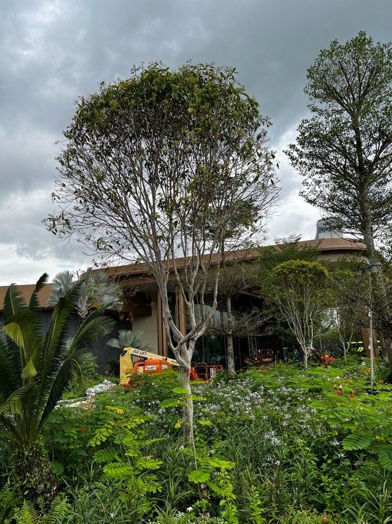 Tristaniopsis whiteana — houseplant care guide