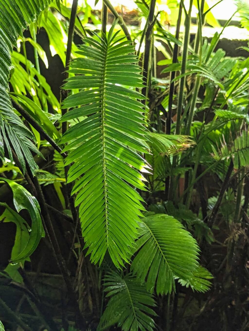 Calamus ciliaris leaf
