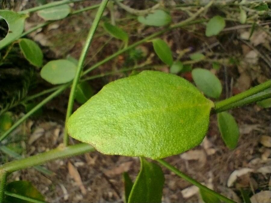 Dampiera purpurea — search result for 'Goodeniaceae'
