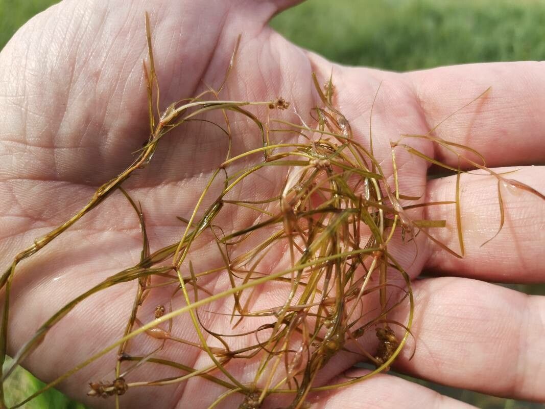 Potamogeton pusillus flower