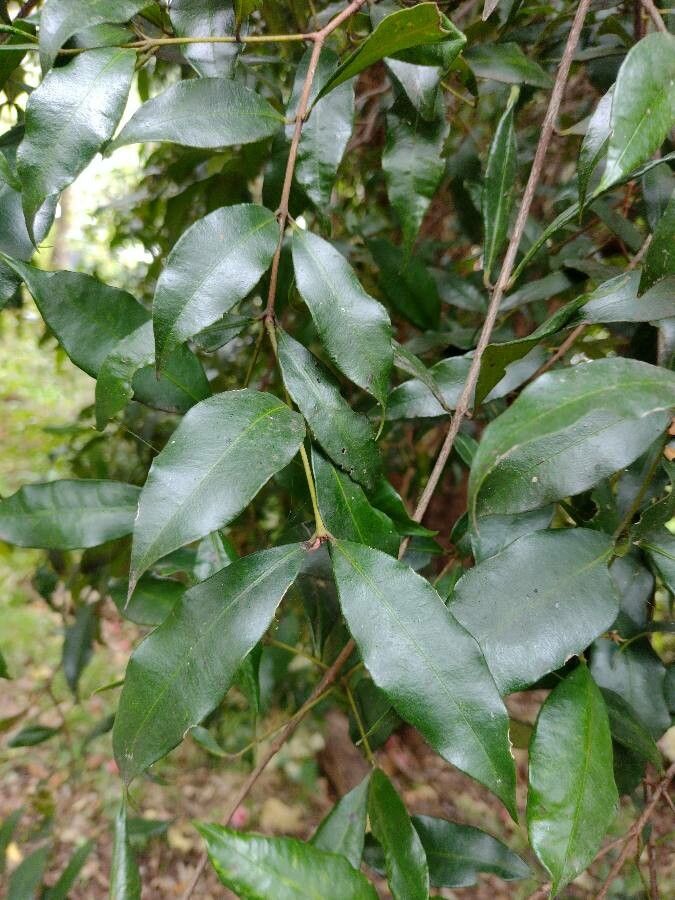 Syzygium oleosum — houseplant care guide