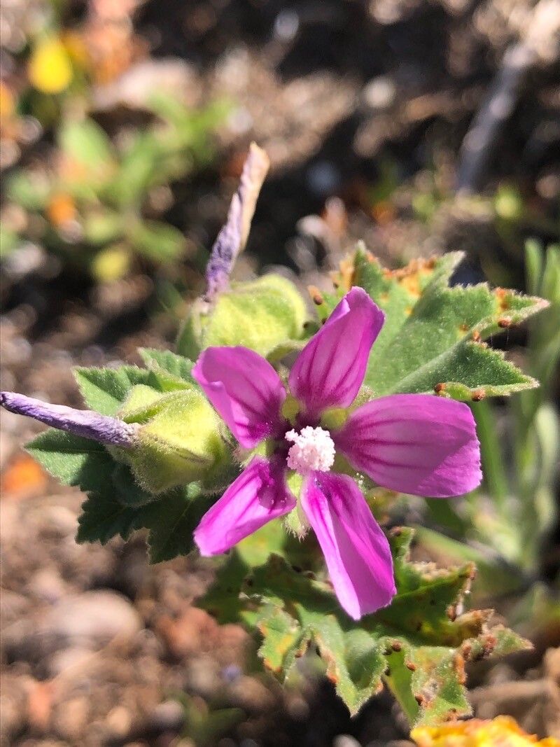 Malva durieui — search result for 'Malva'