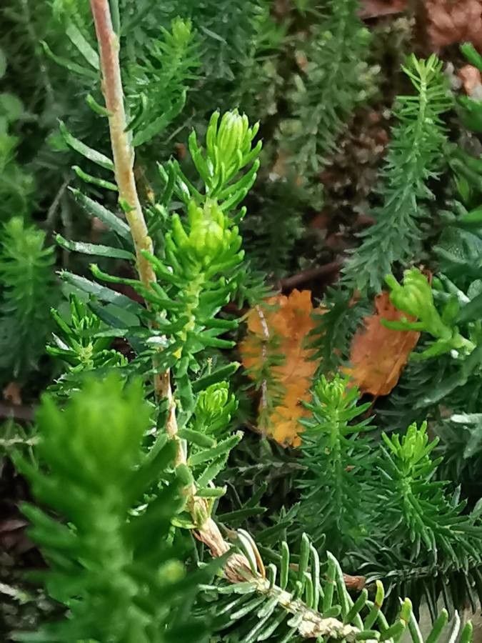 Erica spiculifolia — search result for 'Albania'