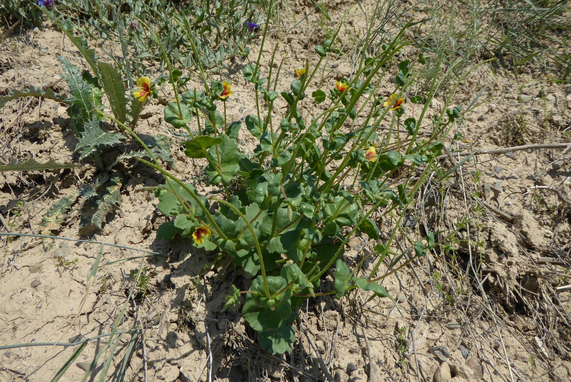 Glaucium elegans leaf