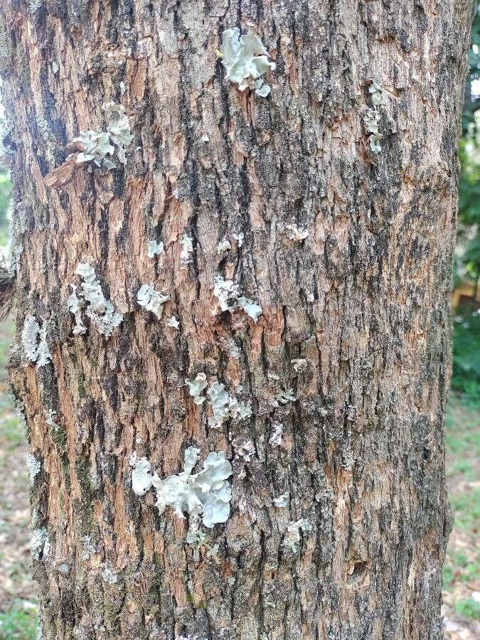 Jacaranda macrantha bark