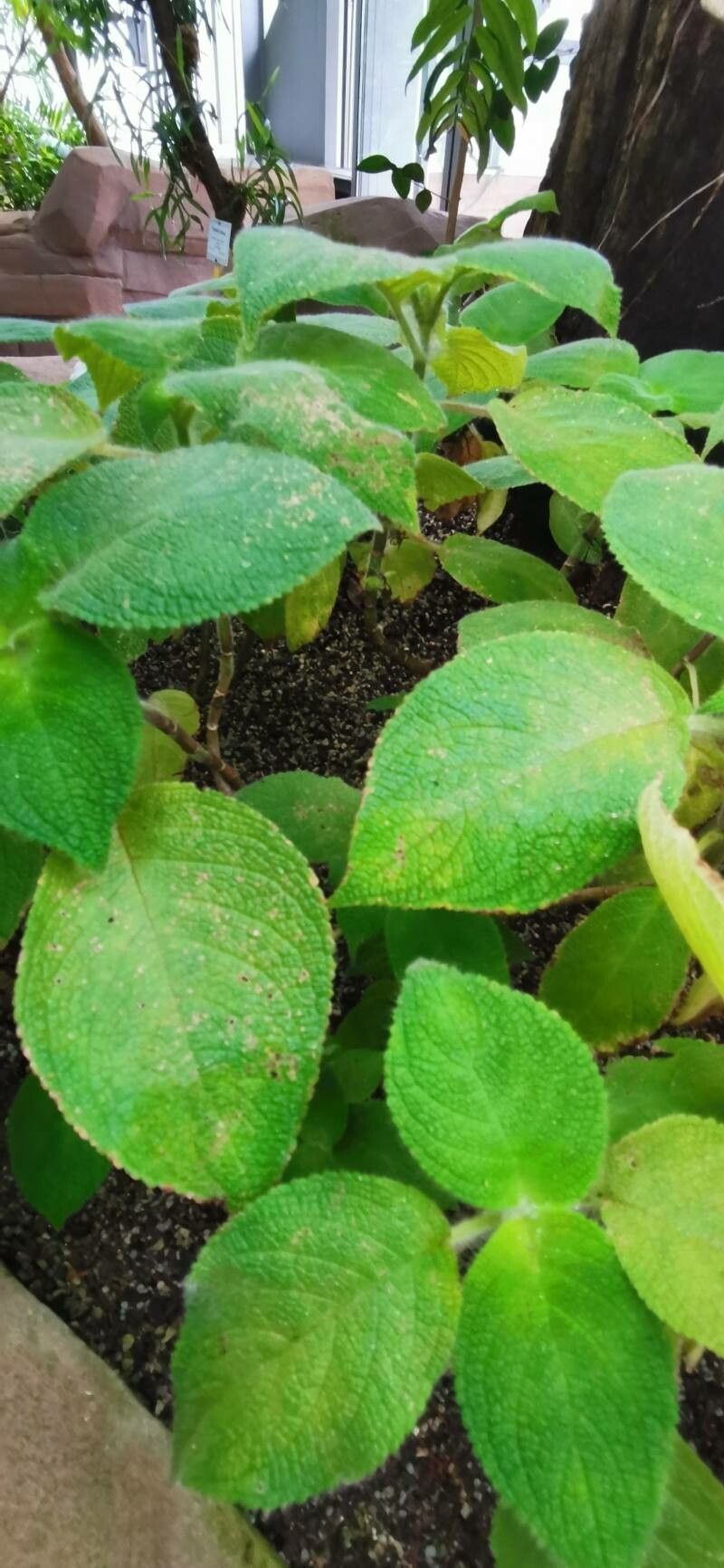 Chrysothemis panamensis habit
