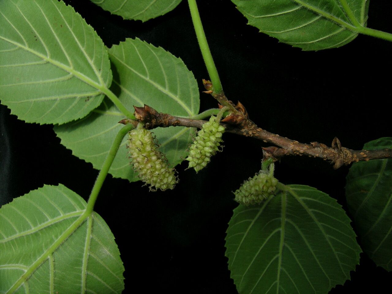 Morus serrata — search result for 'Morus'