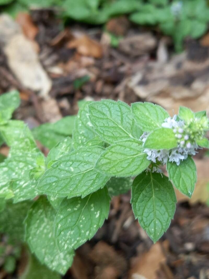 Mentha canadensis