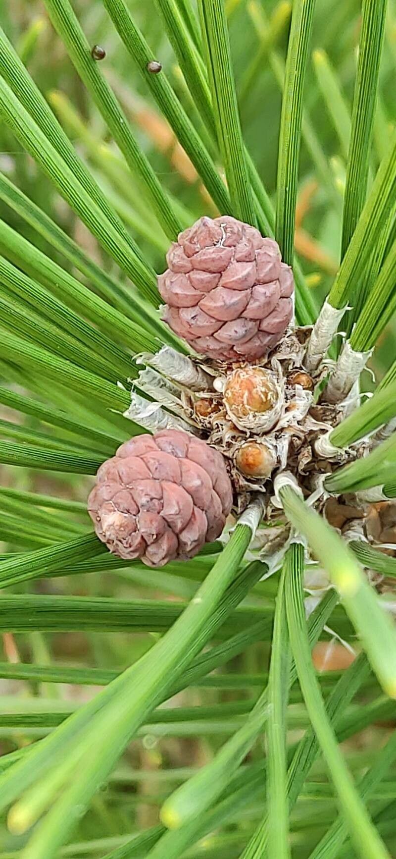 Pinus thunbergii flower