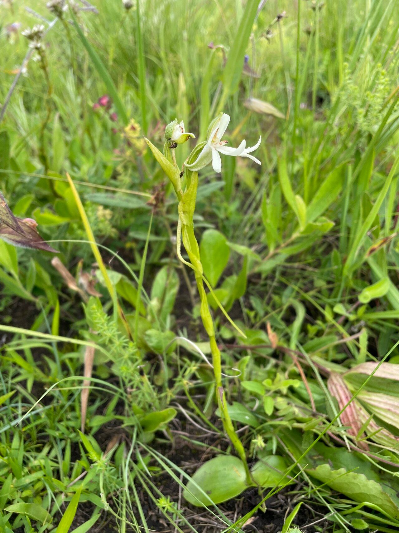 Habenaria macrura — houseplant care guide