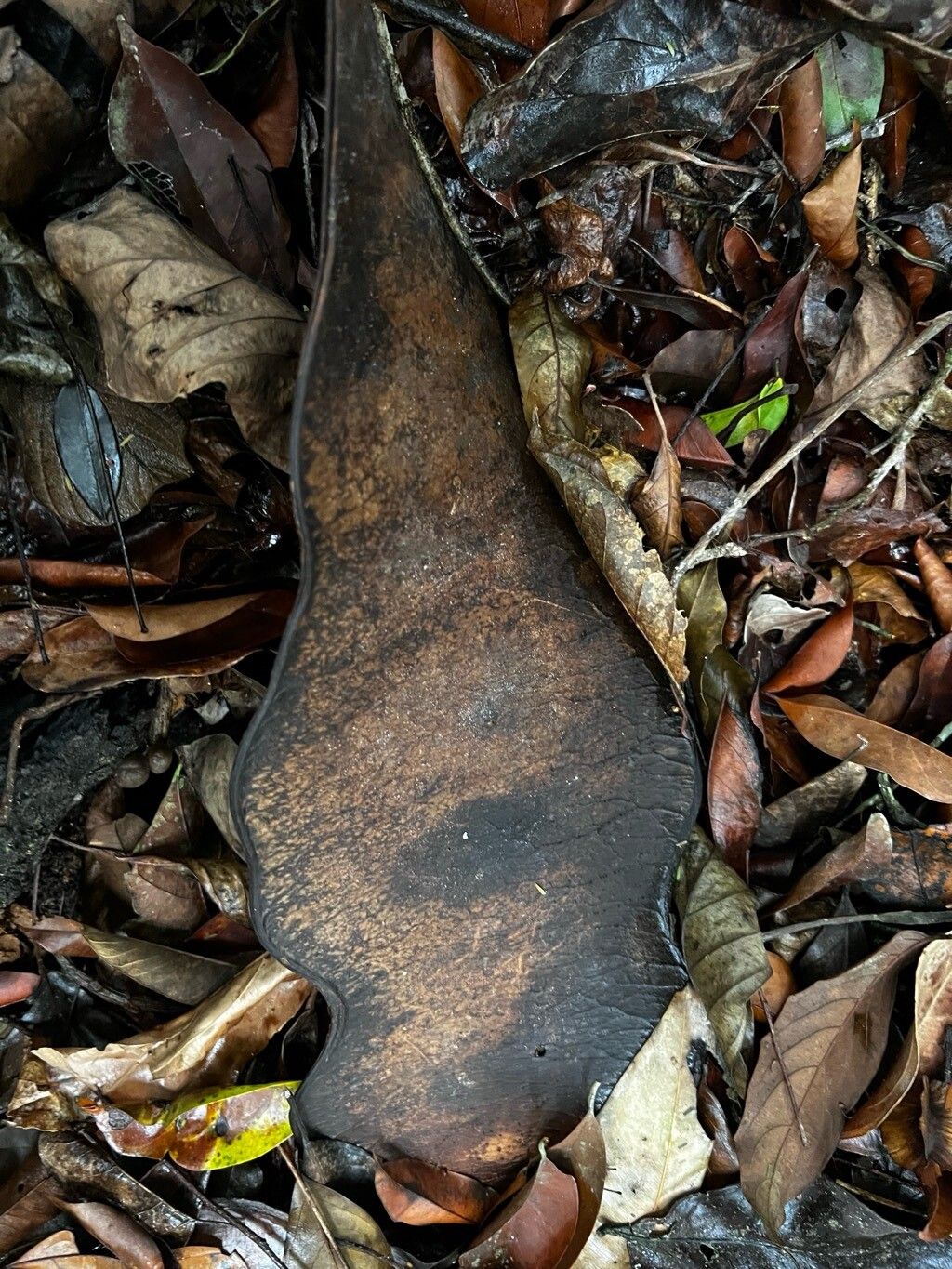 Fillaeopsis discophora fruit