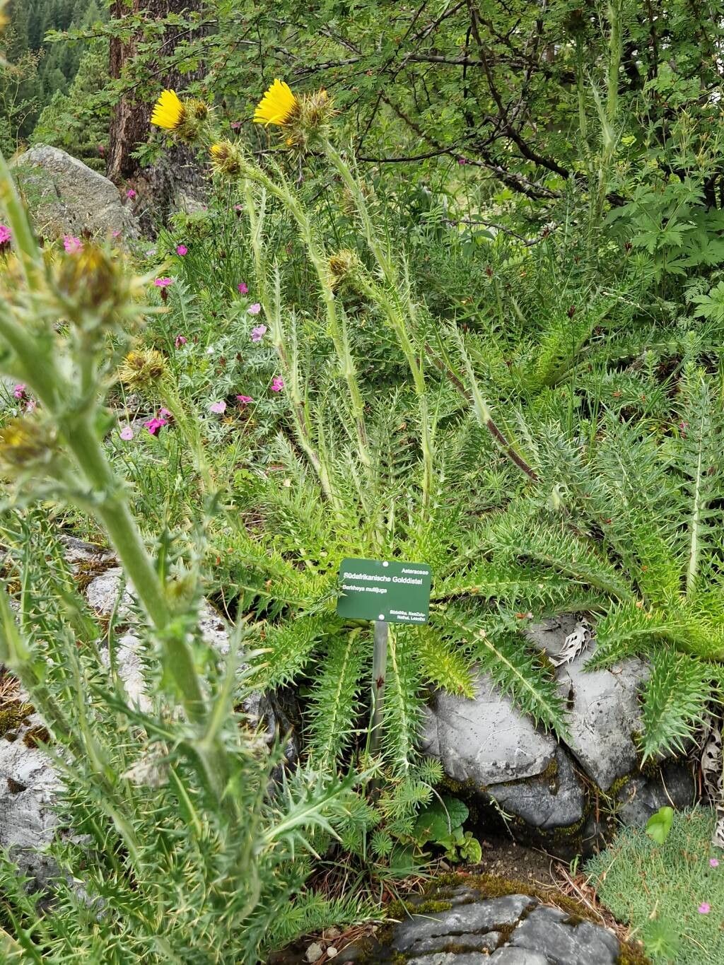 Berkheya multijuga habit