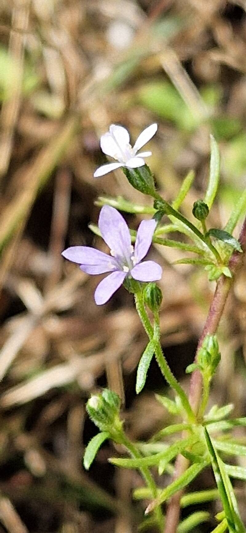 Saltugilia caruifolia flower