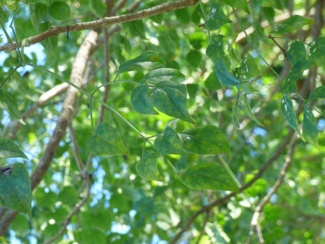 Millingtonia hortensis — search result for 'South Asia'