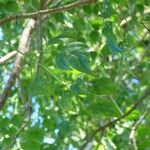 Millingtonia hortensis