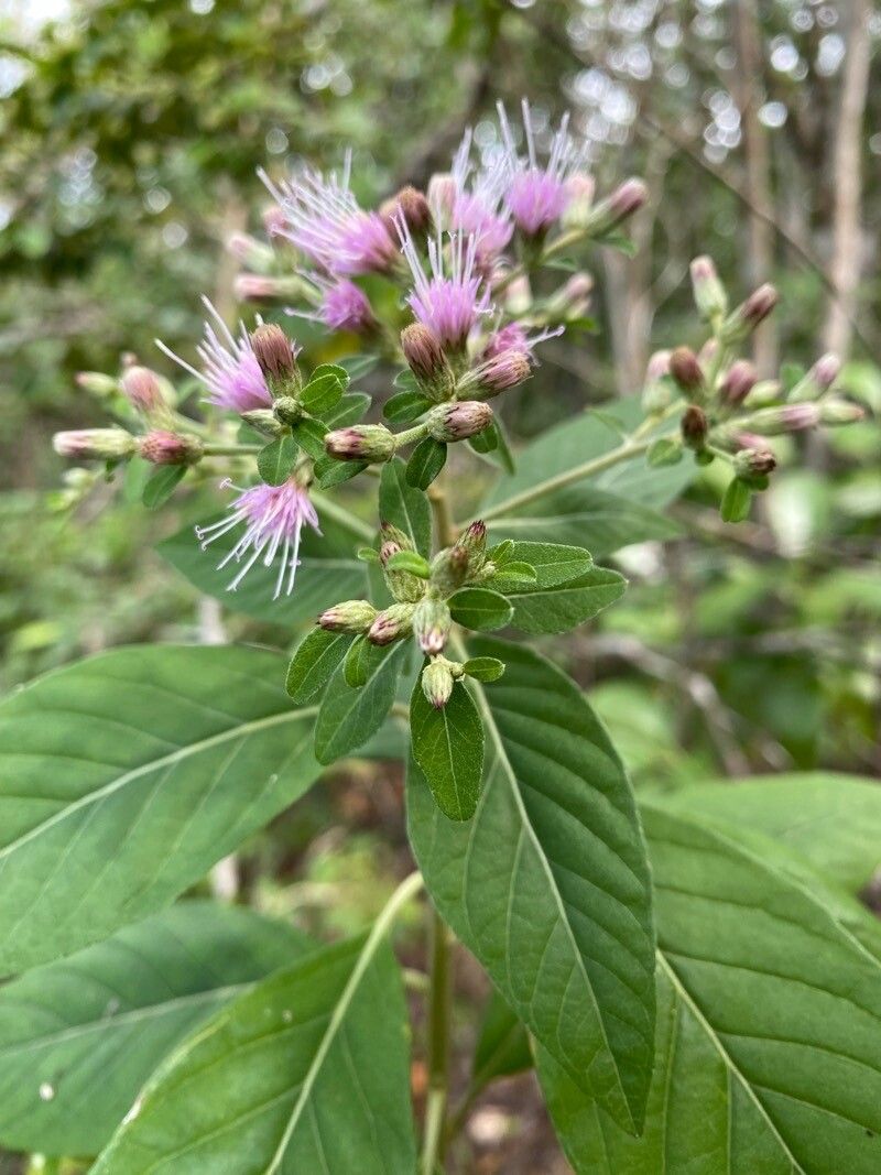 Lepidaploa glabra flower