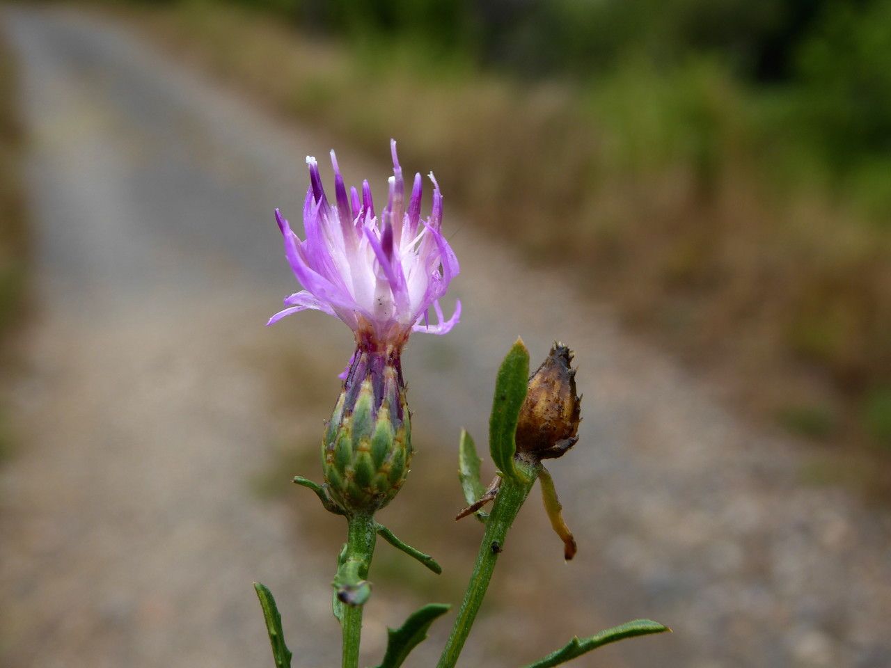 Centaurea paniculata flower