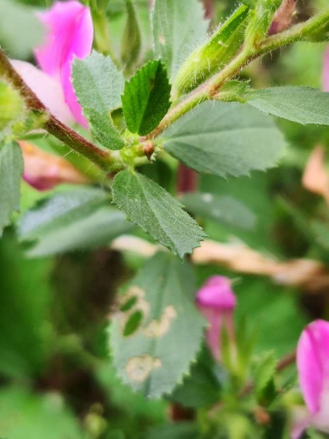 Ononis arvensis — houseplant care guide